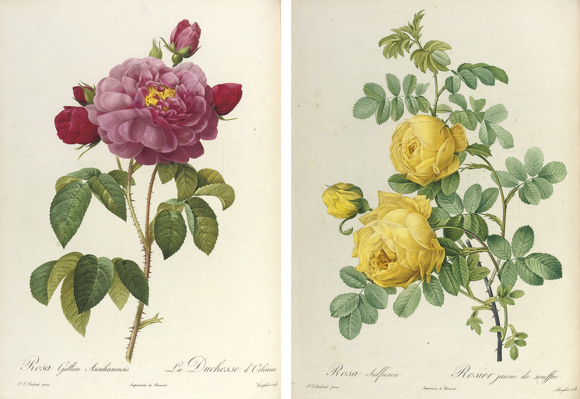 Redouté, Pierre-Joseph (1759-1840) and Claude Antoine Thory (1759-1827). Les Roses. Paris: Firmin Didot, 1817-1824