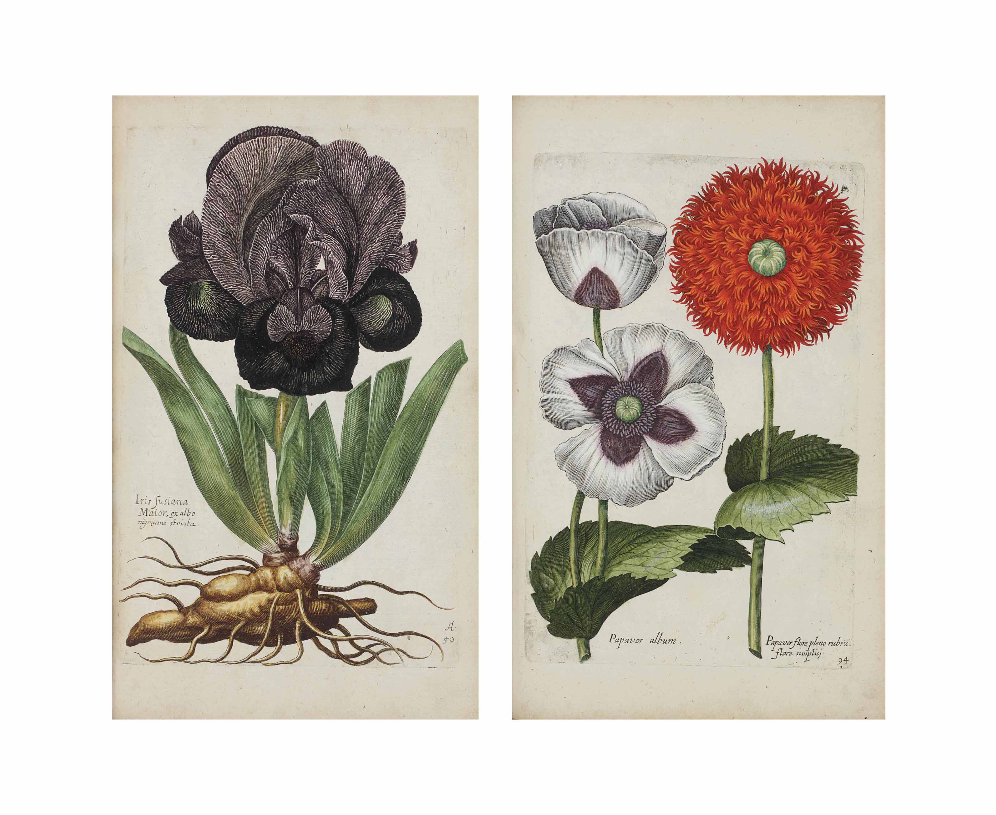 Bry, Johann Theodor de (1561-1623) and Giovanni Battista Ferrari (1584-1655). Florilegium renovatum et auctum: Das ist